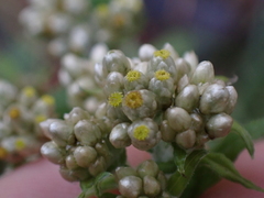 Pseudognaphalium undulatum