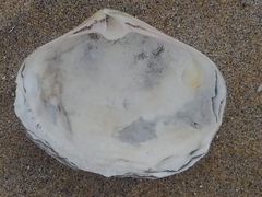 Mactromeris catilliformis