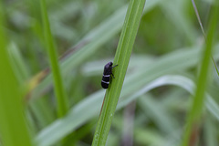Aeneolamia albofasciata