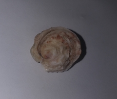 Pseudochama gryphina