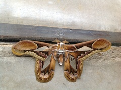 Rothschildia hopfferi