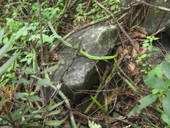 Selenicereus spinulosus