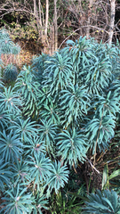 Euphorbia characias