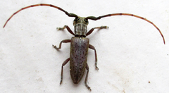 Eunidia brunneopunctata brunneopunctata