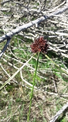 Cyperus reflexus