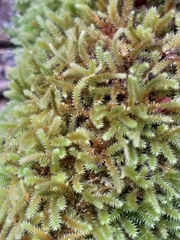 Pterogoniadelphus assimilis