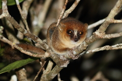 Microcebus lehilahytsara