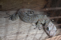 Gekko smithii