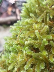 Pterogoniadelphus assimilis