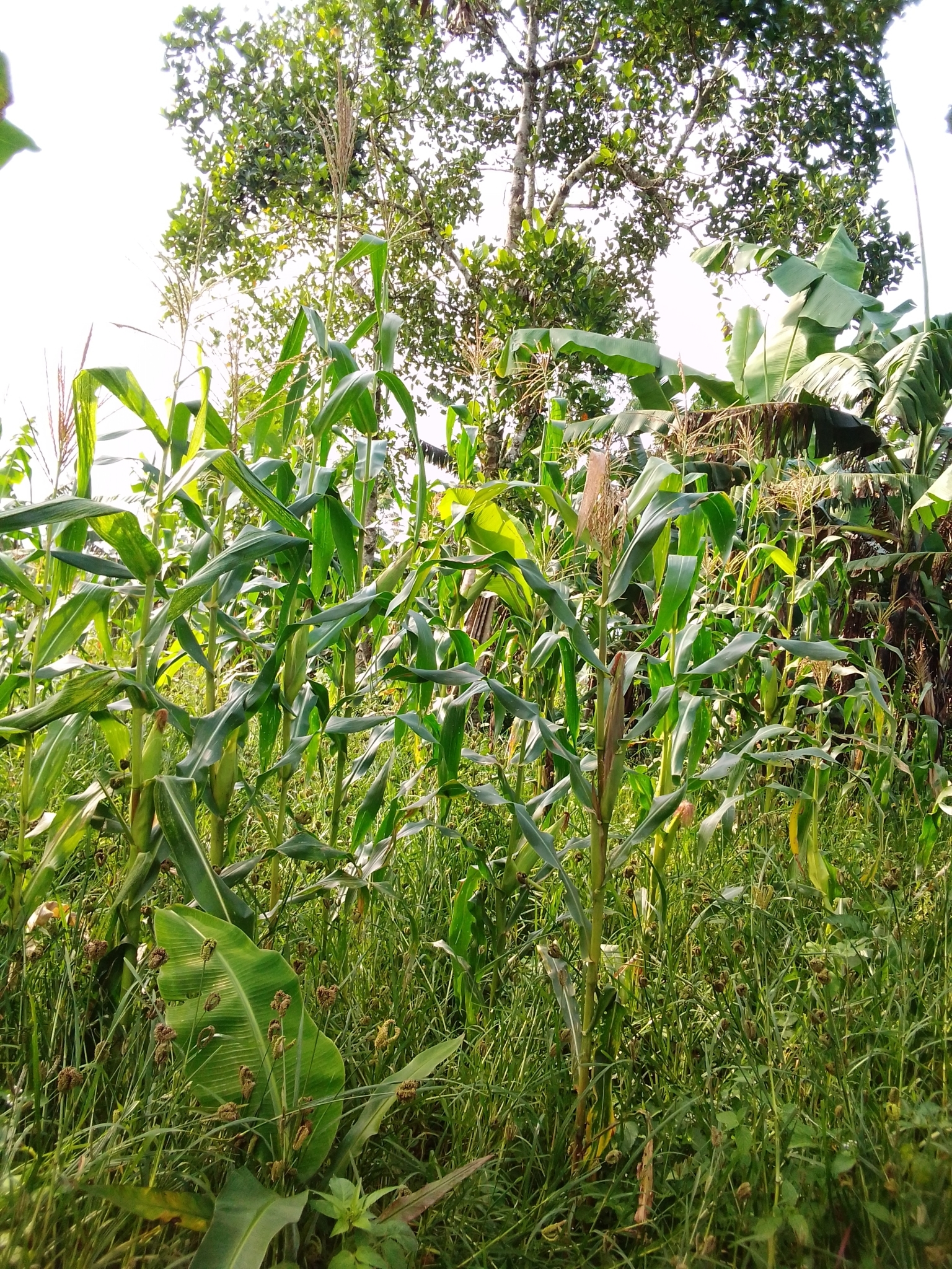 (c) kasiisibees, certains droits réservés (CC BY-NC) https://www.inaturalist.org/observations/102765379