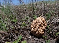 Morchella steppicola