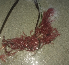 Sphaerococcus coronopifolius