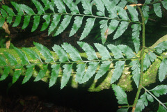 Polystichum transkeiense