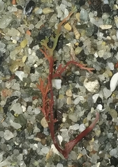 Sphaerococcus coronopifolius