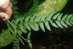 Polystichum transkeiense