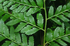 Polystichum transkeiense