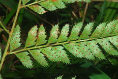 Polystichum transkeiense