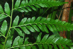Polystichum transkeiense