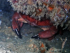 Atergatis integerrimus