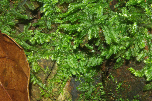 Selaginella mittenii image