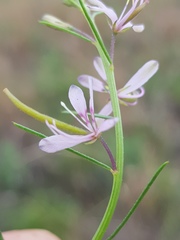 Cleome conrathii