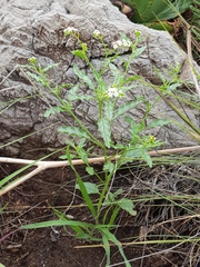 Heliotropium ciliatum