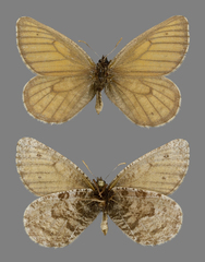 Oeneis uhleri