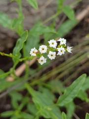 Heliotropium ciliatum