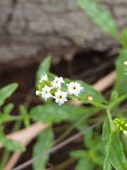 Heliotropium ciliatum