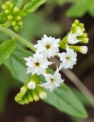 Heliotropium ciliatum