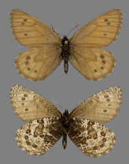 Oeneis uhleri