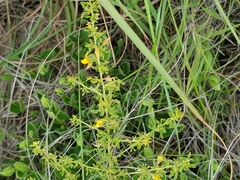 Crotalaria eremicola