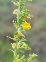 Crotalaria eremicola