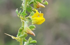 Crotalaria eremicola
