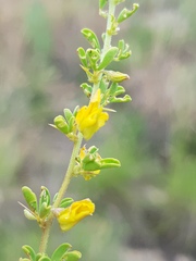 Crotalaria eremicola