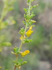 Crotalaria eremicola