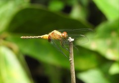 Erythrodiplax basalis