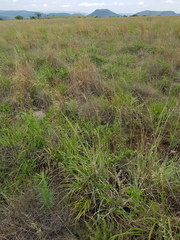 Chrysopogon serrulatus