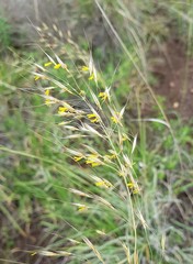 Chrysopogon serrulatus