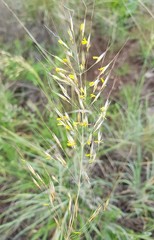 Chrysopogon serrulatus