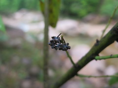 Daphniphyllum macropodum
