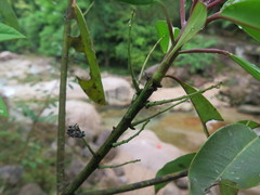 Daphniphyllum macropodum