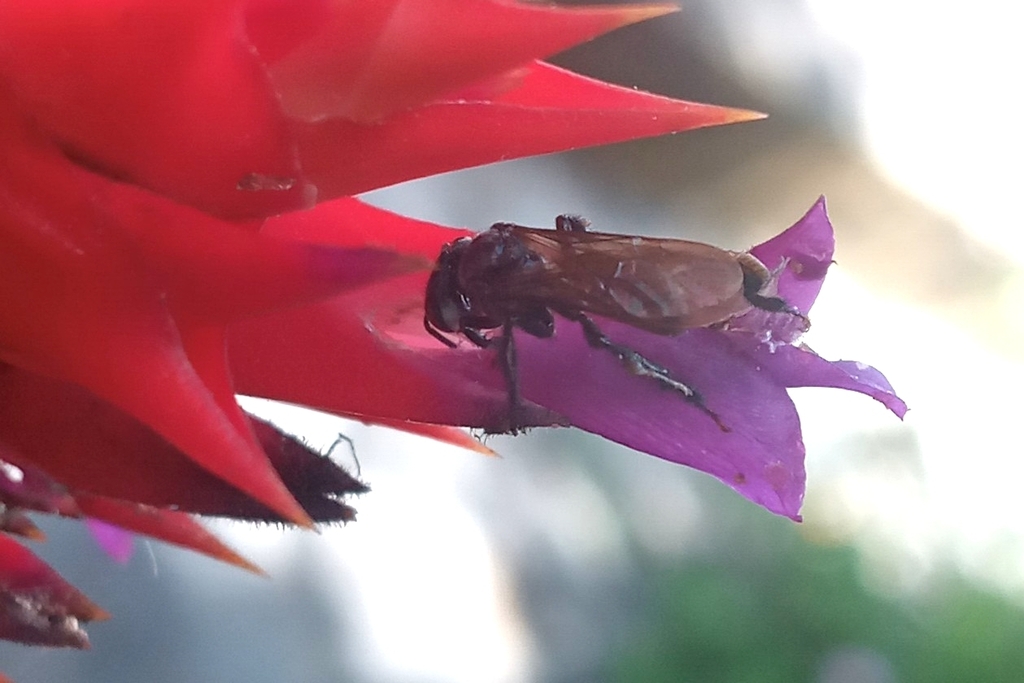 Brauer's Stingless Bee