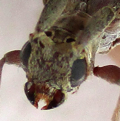 Eunidia brunneopunctata brunneopunctata