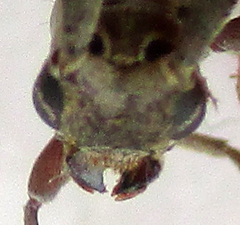 Eunidia brunneopunctata brunneopunctata