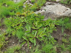 Lannea edulis edulis