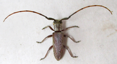 Eunidia brunneopunctata brunneopunctata