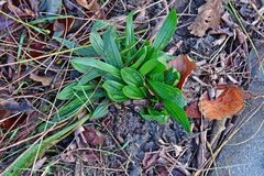 Plantago lanceolata