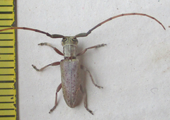 Eunidia brunneopunctata brunneopunctata