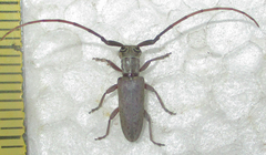 Eunidia brunneopunctata brunneopunctata